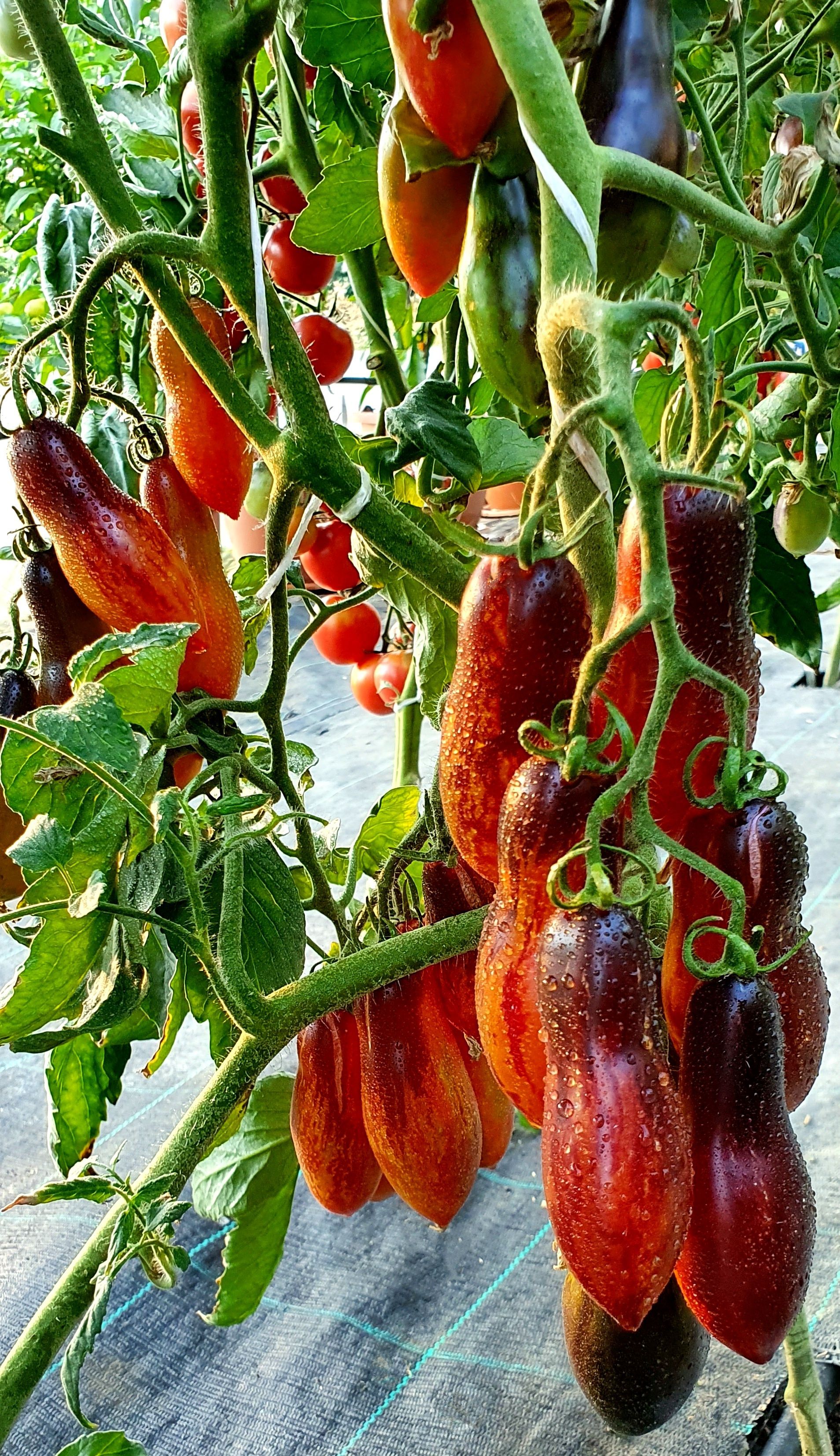 Семена Семена Томат РОЗОВАЯ ПАНТЕРА анто (Antho Pink Panther) / Seeds And Goods / в пакетике zip-lock без полиграфии 10 семян — фото 2