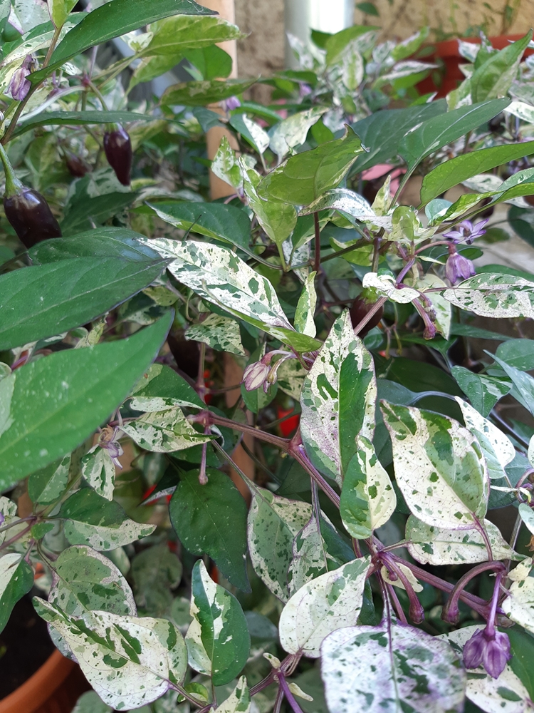Семена Перец чили ТРИКОЛОР ПЕСТРОЛИСТНЫЙ (Tricolor Variegated) — фото 5