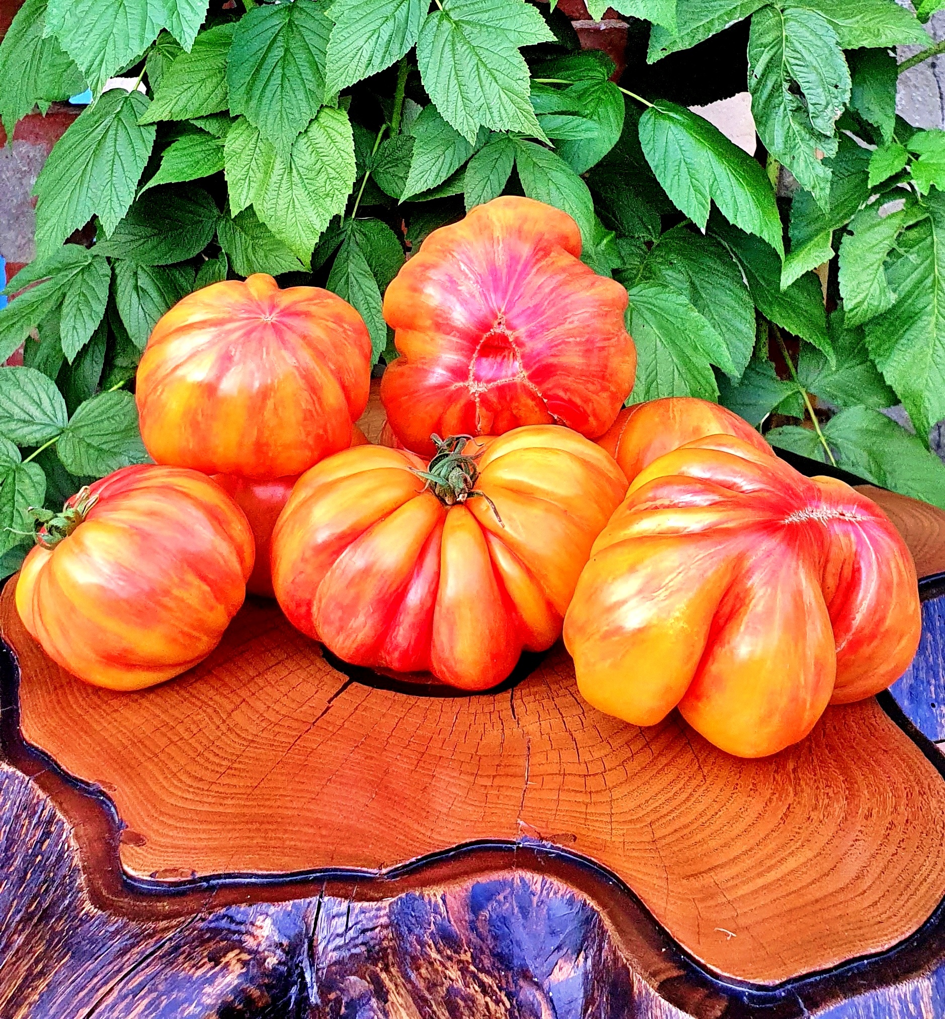 Семена Томат ГРИБНОЕ ЛУКОШКО ПОЛОСАТОЕ (Mushroom Basket Striped)