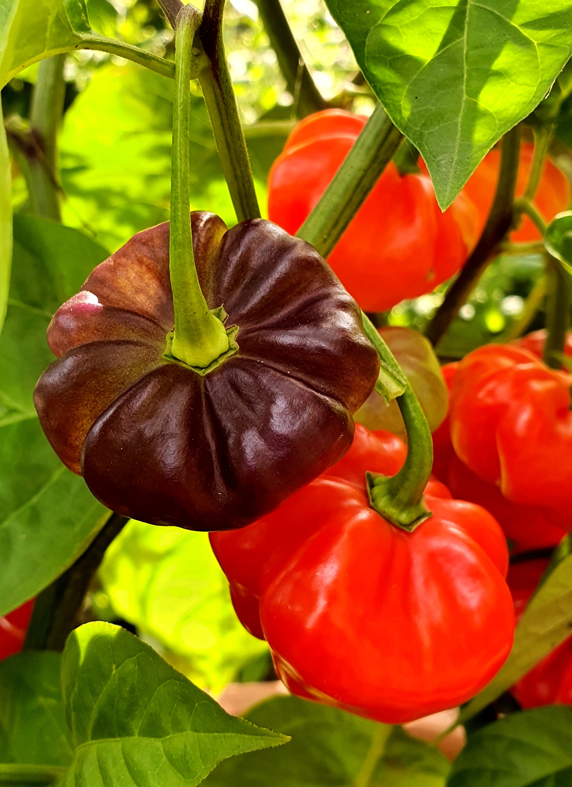 Семена Перец чили АДЖИ КАЧУЧА ПУРПУРНЫЙ ПЯИНИСТЫЙ (Aji Cachucha Purple Splothed) — фото 2
