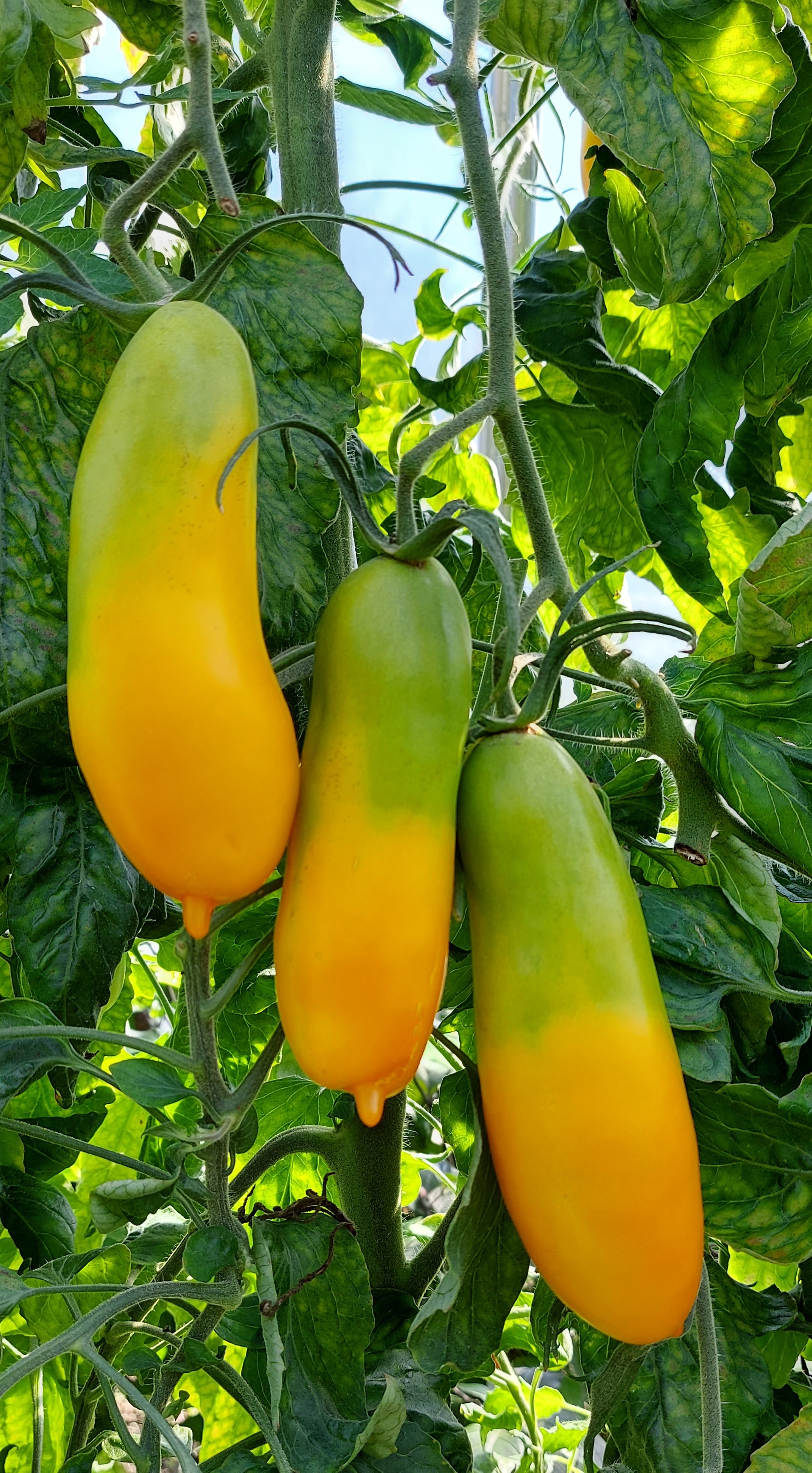 Семена Томата СИБИРСКИЕ БАНАНЫ (Siberian Bananas) — фото 5