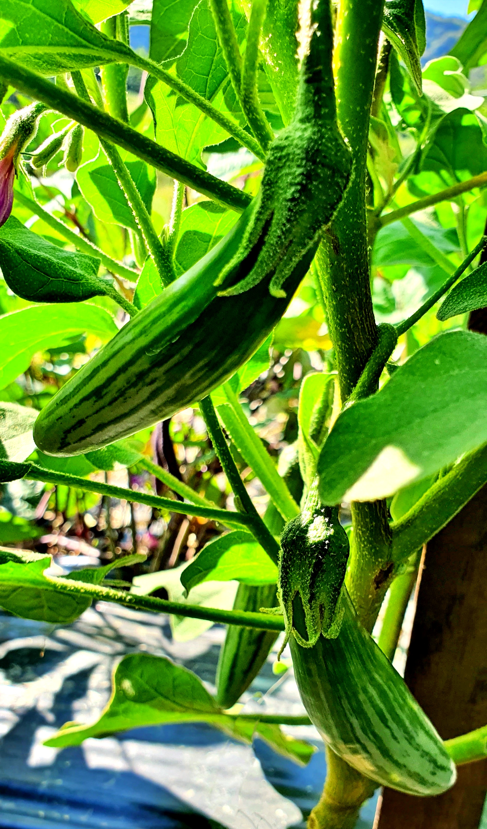 Семена Баклажан ТАЙСКИЕ ЗЕЛЕНЫЕ ЛЕГУШАЧЬИ ПАЛЬЧИКИ (Thai Green Frog Fingers) — фото 2