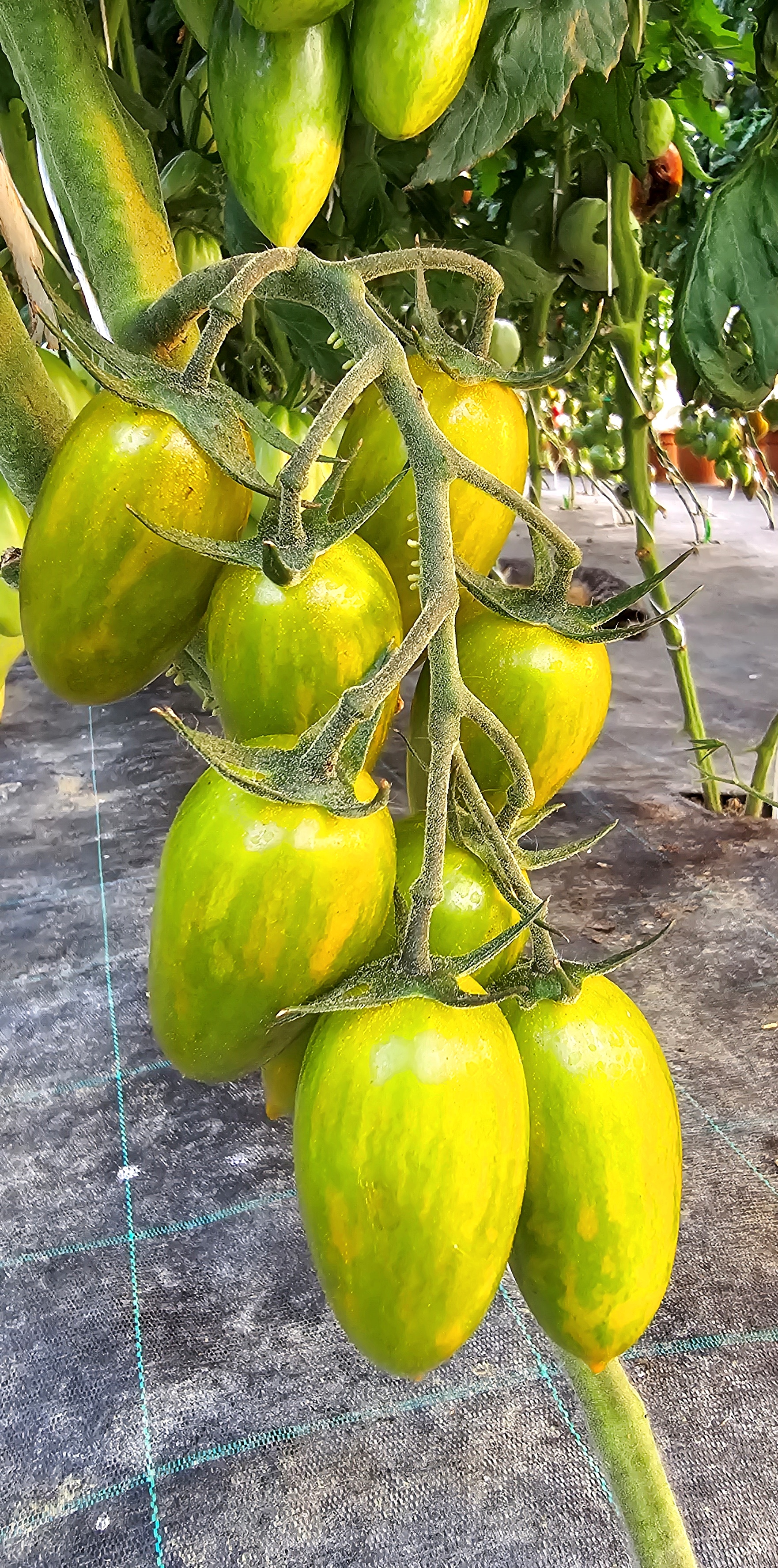 Семена Томат ЗЕЛЕНЫЙ ТИГР (Artisan Green Tiger) — фото 2