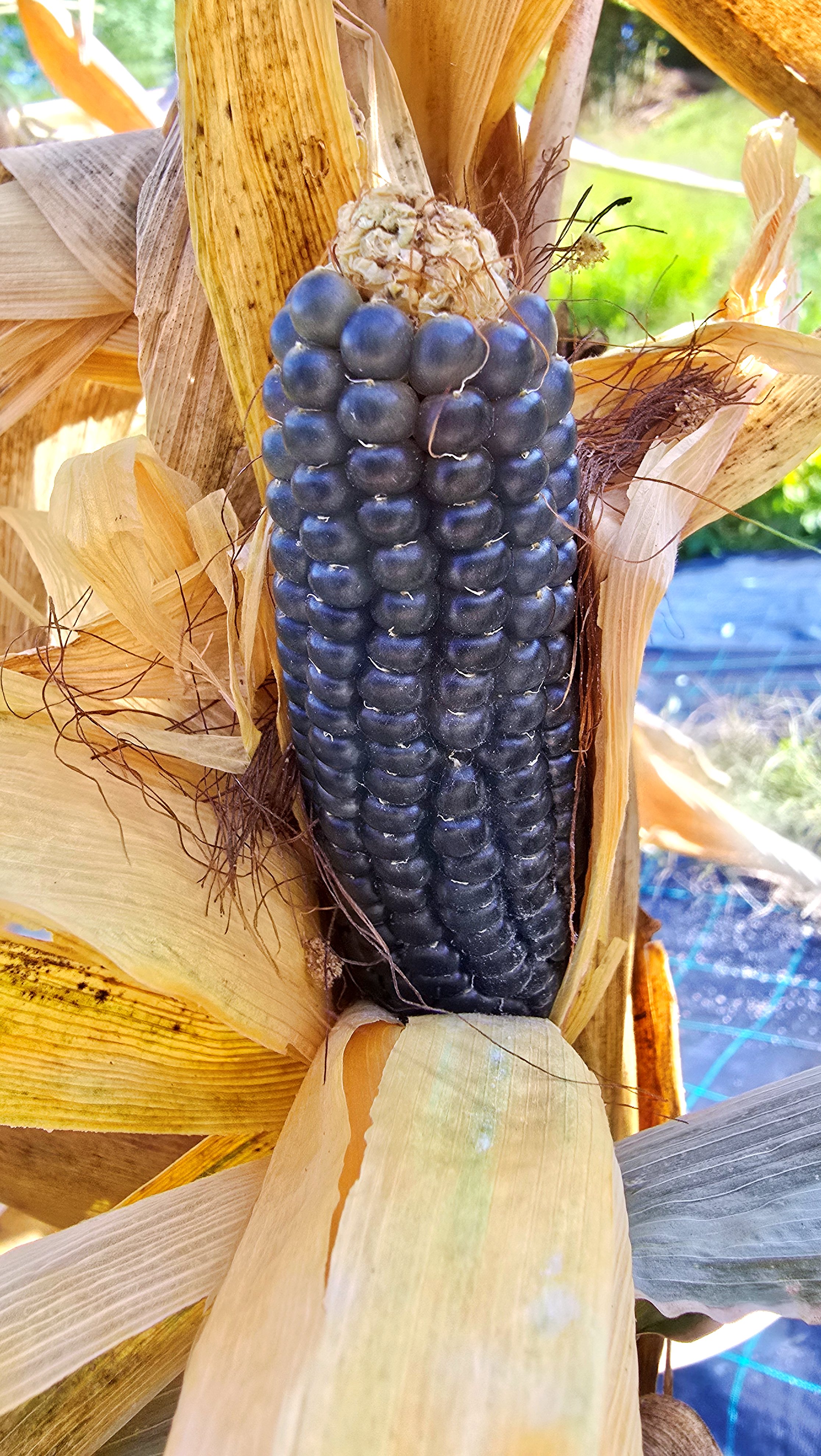 Семена Кукуруза ГОЛУБОЙ ПОПКОРН миниатюрный (Miniature Blue Popcorn) — фото 3