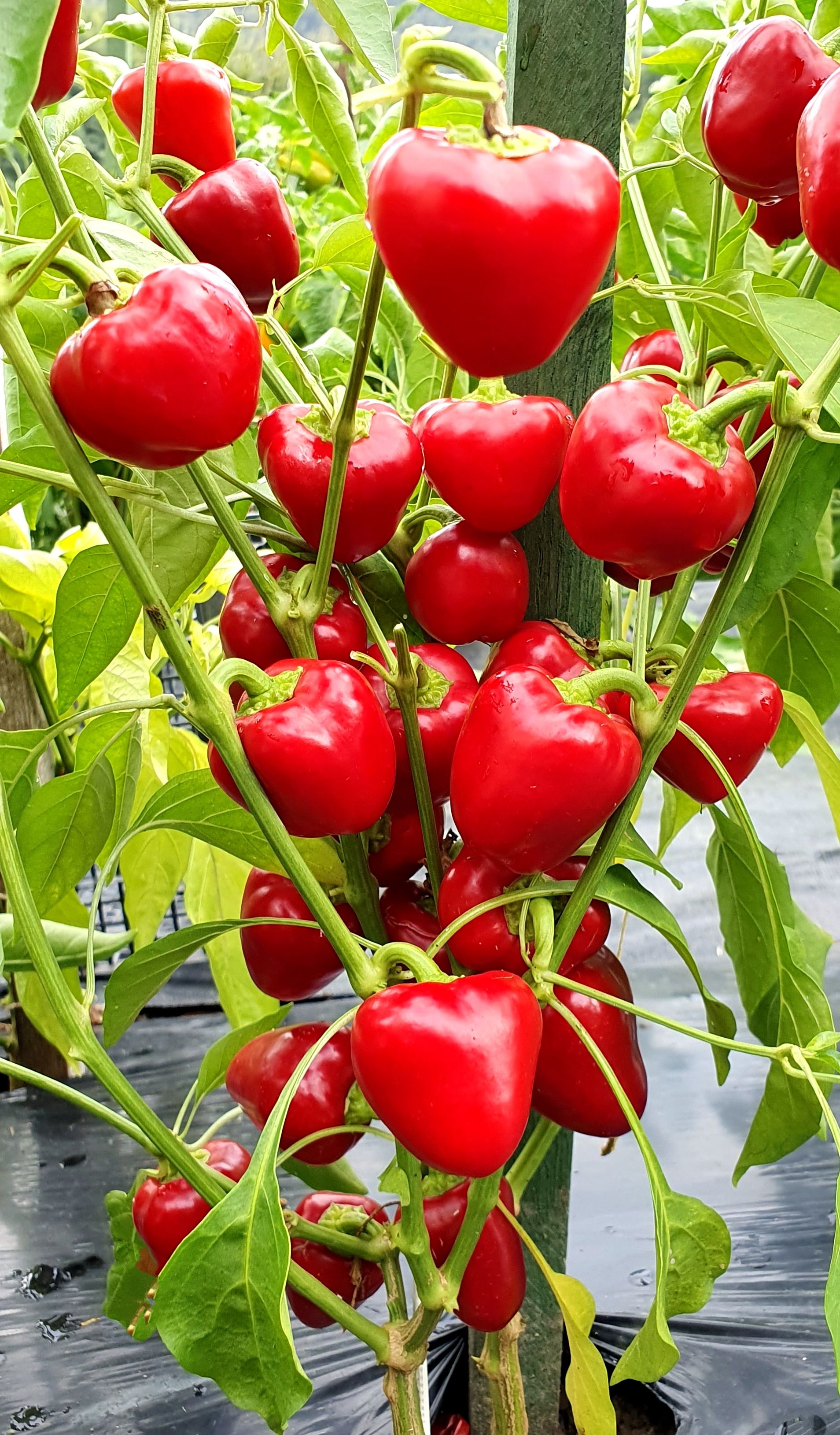 Семена Перец сладкий МАЛЕНЬКИЙ КРАСНЫЙ КОЛОКОЛЬЧИК (Mini Bell Red) / в упаковке 10 семян