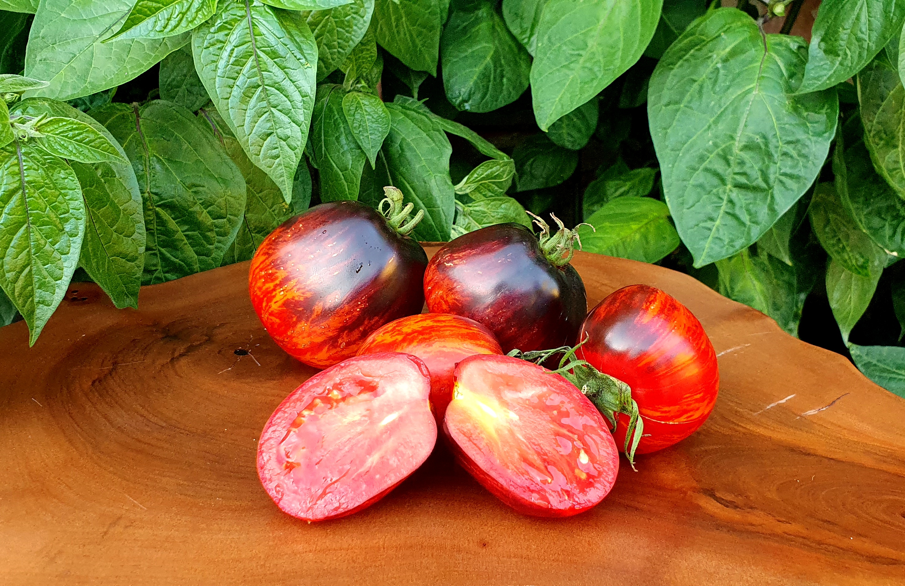 Семена Томат ГАРГАМЕЛЛА ПИКАССО ПОЛОСАТЫЙ (Gargamella Picasso Striped)