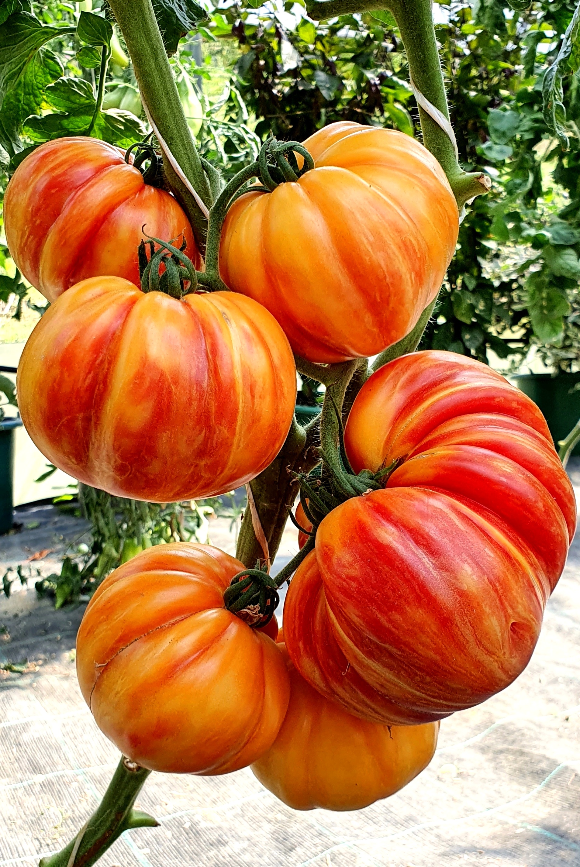 Семена Томат ГРИБНОЕ ЛУКОШКО ПОЛОСАТОЕ (Mushroom Basket Striped) — фото 3