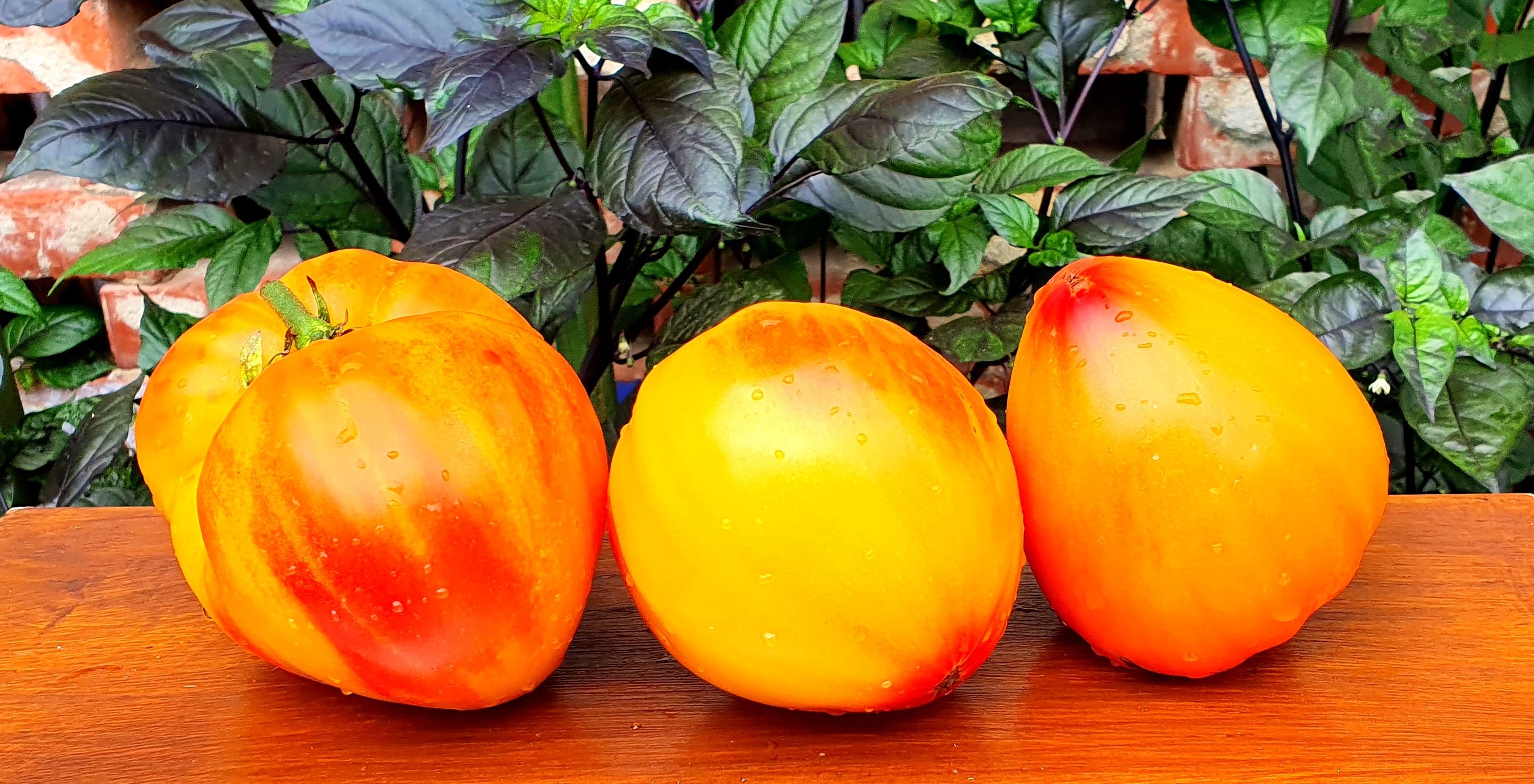 Семена Томат МИНУСИНСКИЙ СЛОН ОРАНЖЕВЫЙ (Minusinsk Elephant Orange)